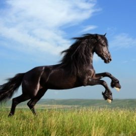 beautiful black horse playing on the field