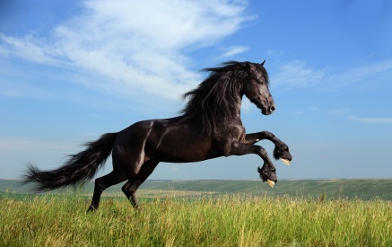 beautiful black horse playing on the field