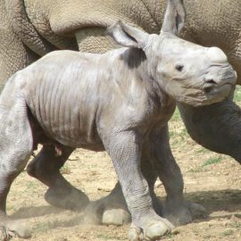 babyrhino
