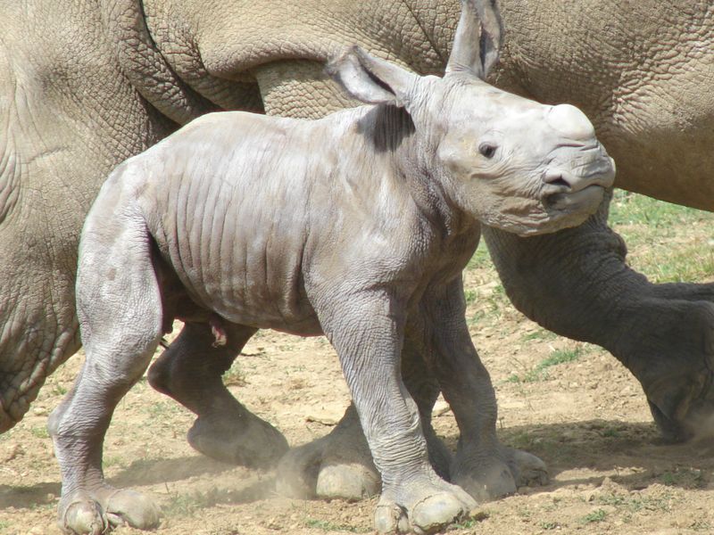 babyrhino