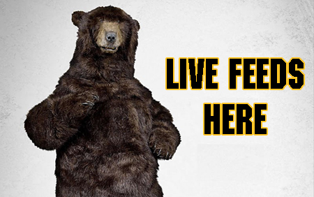BostonBruins_Onlinefeeds