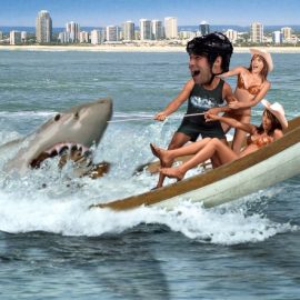 boychukshark