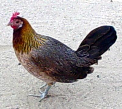 chicken