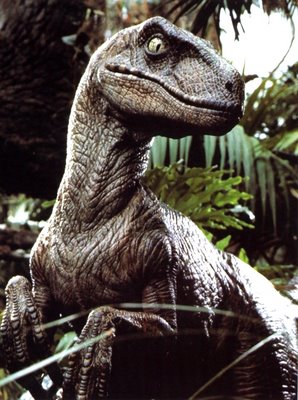 raptor