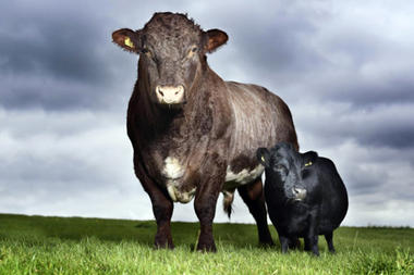 0916-wires-cow_full_380
