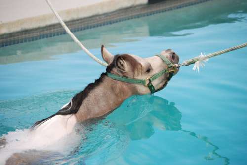 11-z4-mini-swimming
