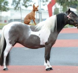15pony_350_x_254