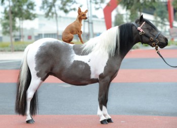 15pony_350_x_254