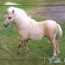 1yearoldpony