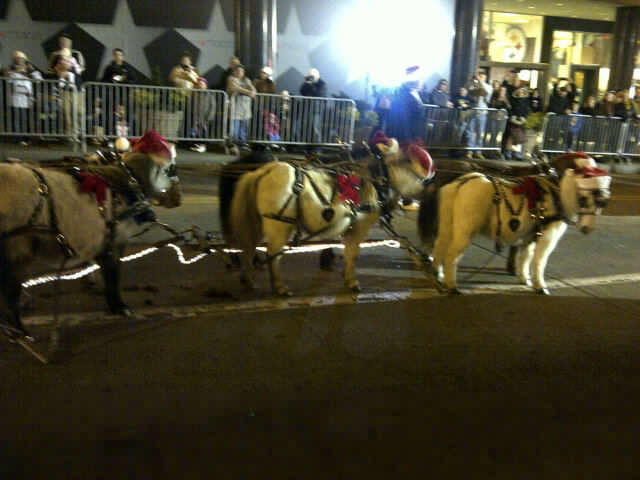 2011pghchristmasponiesmalloriejulian1