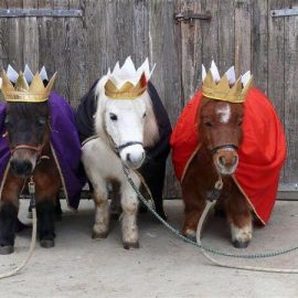 20143wisemenponies