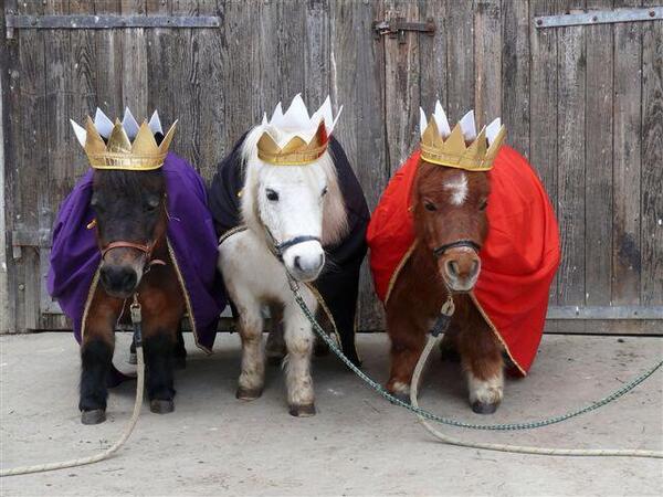 20143wisemenponies