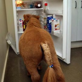 354613-dtgallery-mini-horse