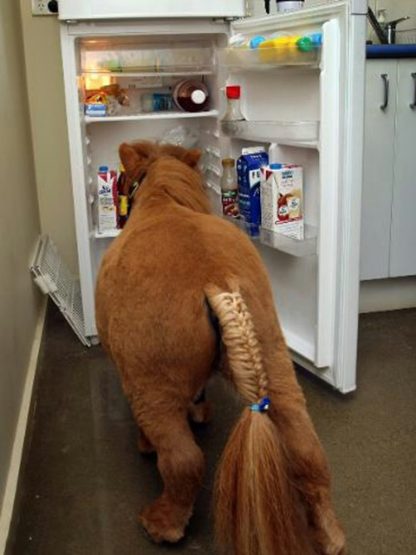 354613-dtgallery-mini-horse