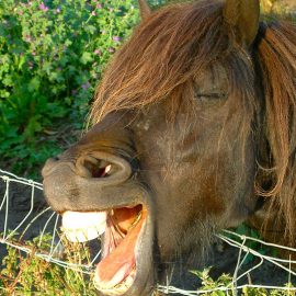 537px-equine_joke