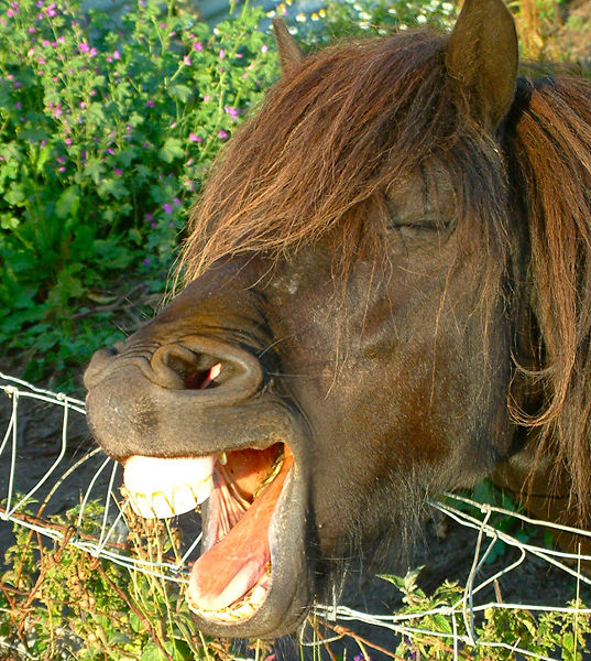 537px-equine_joke