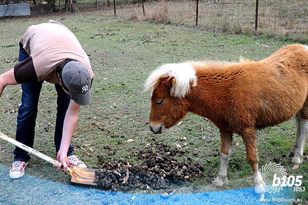600x400-lcs-ponypoo32