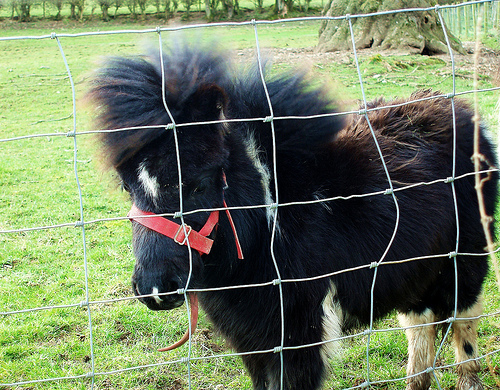 afrohawkpony