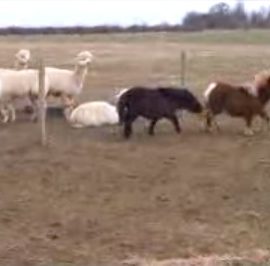 alpacaminiponiesyaketysaxmikeinbaltimore