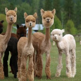 alpacasshavesusbzoso