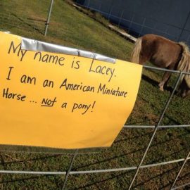 americanminilaceyzachuprootedphotos