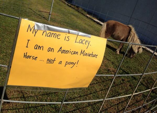americanminilaceyzachuprootedphotos