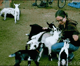babygoatattack