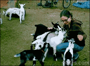 babygoatattack