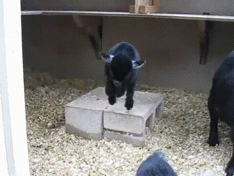 babygoatbounceboxbrittany