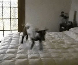 babygoatbounceonbedbrittany