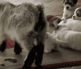 babygoatbouncepuppiesbrittany