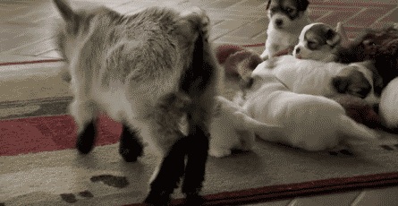 babygoatbouncepuppiesbrittany