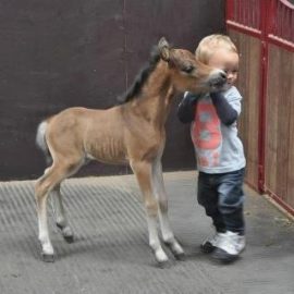 babyhorsebabyhumanawwjesse