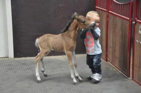 babyhorsebabyhumanawwjesse