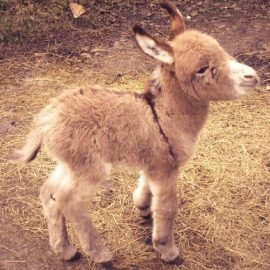 babyminidonkeymonicamvirg12