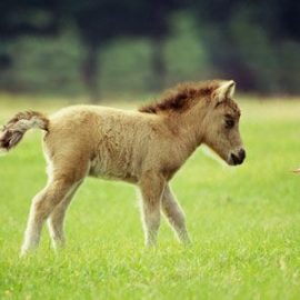 babyminihorseegret