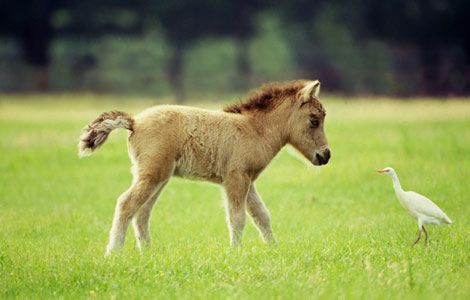 babyminihorseegret