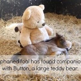 babyminiponyteddybearpillowellenjakub