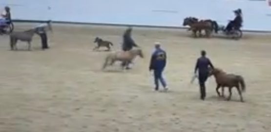 babyminiponywildrunninghollyhtonini