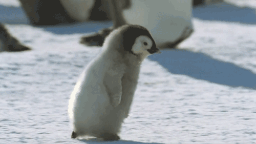babypenguin