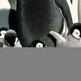 babypenguins