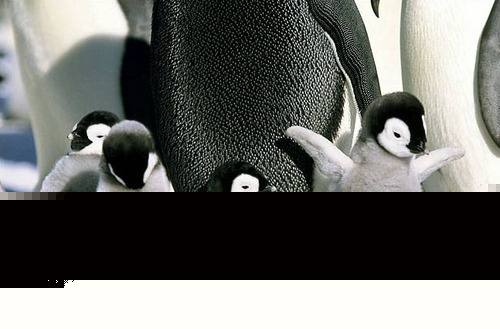 babypenguins