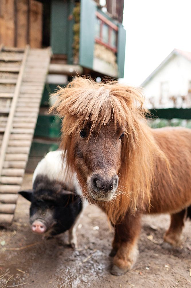 badassminiponypigdoug