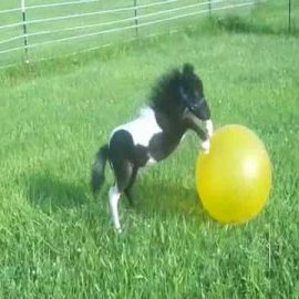 beauminiponyyellowball