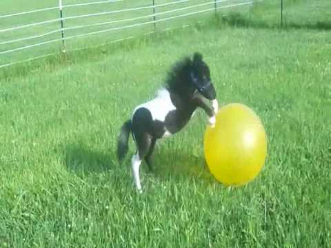 beauminiponyyellowball