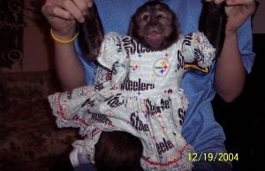bella_in_steelers_dress-300x194