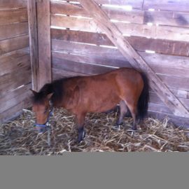 bigbutlerfair2012minihorsemark