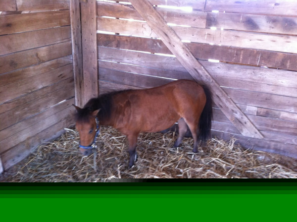 bigbutlerfair2012minihorsemark