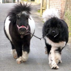 blackandwhitedogponylowellcotter