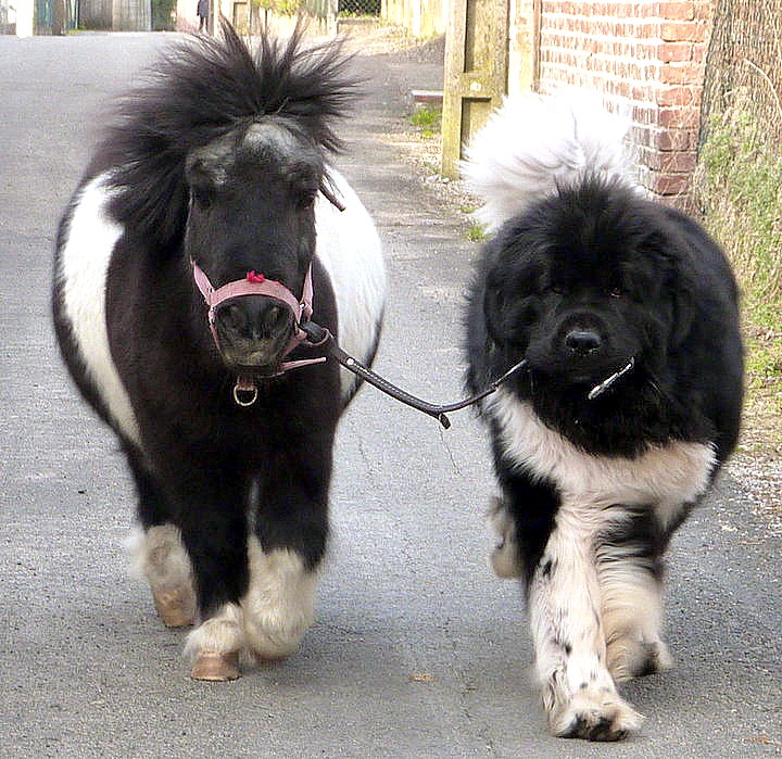 blackandwhitedogponylowellcotter